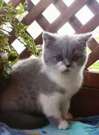 A bicolor British Shorthair cat from very high-quality breeders is ready to go to a new home., Animals, Sale of cats