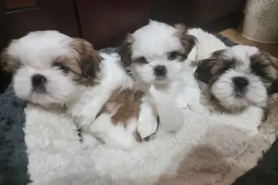 Shih Tzu puppies, Animals, Sale of dogs, Shih Tzu, Rishon LeZion, 3,000 ₪