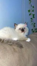 Ragdoll girl 2 months looking for a loving home, Animals