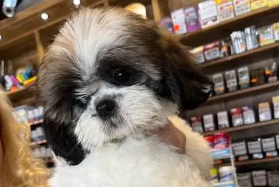 Shih Tzu babies, Animals, Sale of dogs, Shih Tzu, Haifa, 4,000 ₪