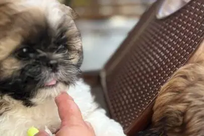 Shih Tzu babies, Animals, Sale of dogs, Shih Tzu, Haifa, 4,000 ₪