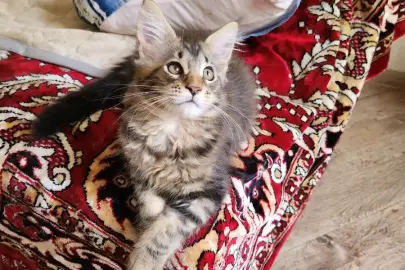 Maine Coon kittens for sale, Animals, Sale of cats, Kiryat Ata, 3,500 ₪