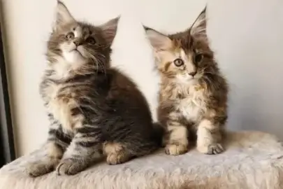 Maine Coon kittens for sale, Animals, Sale of cats, Kiryat Ata, 3,500 ₪