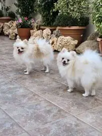 Pomeranian boy and girl, Animals, Sale of dogs, Pomeranian Spitz, 0 ₪