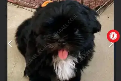 Shih Tzu Puppies for Sale, Animals, Sale of dogs, Shih Tzu, Herzliya, 4,500 ₪