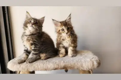 Maine Coon kittens for sale, Animals, Sale of cats, Kiryat Ata, 3,500 ₪