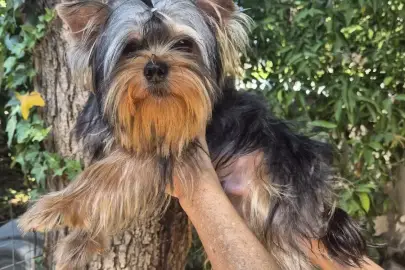 Yorkshire puppy, Animals, Sale of dogs, Yorkshire Terrier, Kfar Sava, 1 ₪