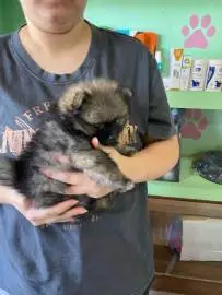 Pomeranian girl, 2 months, golden sable color, from purebred parents, with vaccinations and wonderful character, looking for a loving home, Animals, Sale of dogs, Pomeranian Spitz, 0 ₪