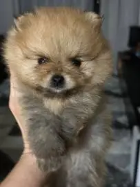 Adorable Pomeranian Spitz puppies (mini), 1 month old, Animals