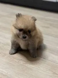 Adorable Pomeranian Spitz puppies (mini), 1 month old, Animals