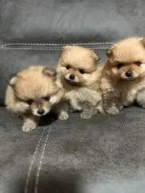 Adorable Pomeranian Spitz puppies (mini), 1 month old, Animals