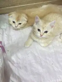 beautiful kittens scottie straight and scottie fold were born on april 30 ready to go to a new warm and loving home beautiful you want to have a friend, affectionate and devoted, smart and gentle,, Animals, Sale of cats, Ma'alot-Tarshiha