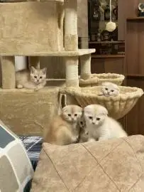 beautiful kittens scottie straight and scottie fold were born on april 30 ready to go to a new warm and loving home beautiful you want to have a friend, affectionate and devoted, smart and gentle,, Animals, Sale of cats, Ma'alot-Tarshiha