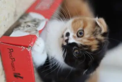 For sale Scottish Fold kitten, shorthair, tortoiseshell color, will be ready to pick up in early September, twice vaccinated, sterilized, Animals, Sale of cats, 0 ₪