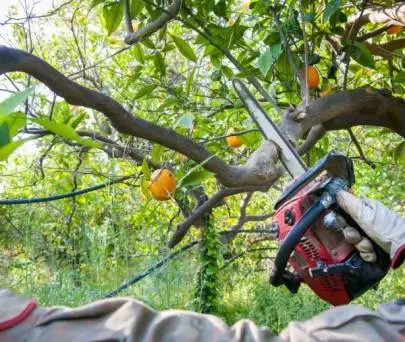 TREE TRIMMER needed from the Center of the country (preferably from Petah Tikva, Givat Shmuel, Tel Aviv), Vacancies, Russian