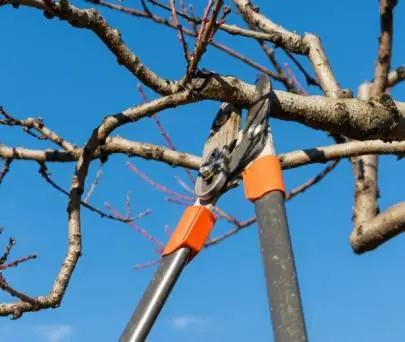 TREE TRIMMER needed from the Center of the country (preferably from Petah Tikva, Givat Shmuel, Tel Aviv), Vacancies, Russian