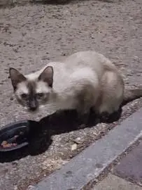 Cute Siamese cat needs a family, Animals, Sale of cats