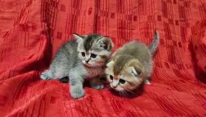 Scottish kittens are looking for a warm home and loving owners, Animals, Sale of cats