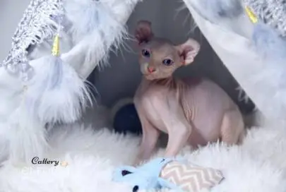 Котята Sphynx, Elf, Bambino, DWELF, Животные, Продажа котов, Хайфа