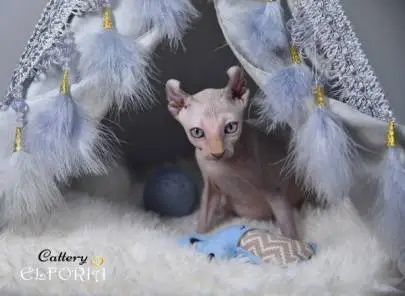 Котята Sphynx, Elf, Bambino, DWELF, Животные, Продажа котов, Хайфа