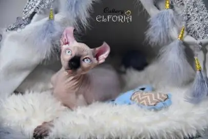 Котята Sphynx, Elf, Child, DWELF, חיות מחמד, מכירת חתולים, חיפה