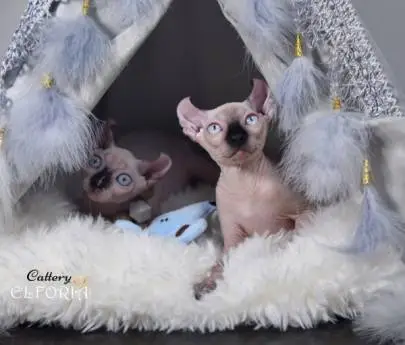 Котята Sphynx, Elf, Bambino, DWELF, Животные, Продажа котов, Хайфа