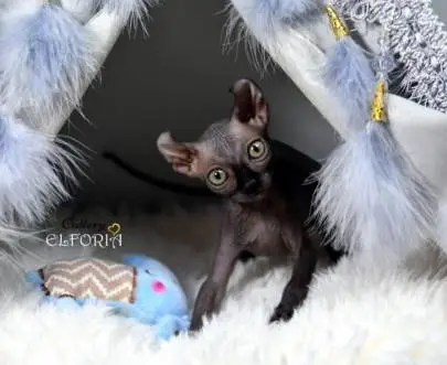 Котята Sphynx, Elf, Bambino, DWELF, Животные, Продажа котов, Хайфа