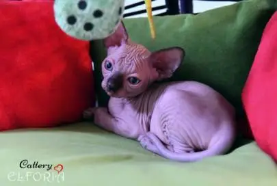 The Sphynx kitten, Animals, Sale of cats