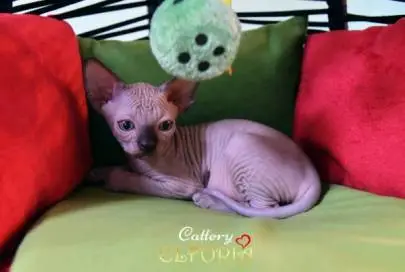 Котята Sphynx, Животные, Продажа котов