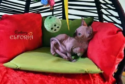 The Sphynx kitten, Animals, Sale of cats