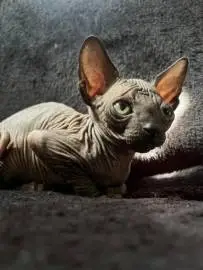 تبحث قطط Sphynx عن أصحاب رعاية جدد ❤️, الحيوانات الأليفة