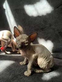 تبحث قطط Sphynx عن أصحاب رعاية جدد ❤️, الحيوانات الأليفة