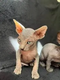 تبحث قطط Sphynx عن أصحاب رعاية جدد ❤️, الحيوانات الأليفة