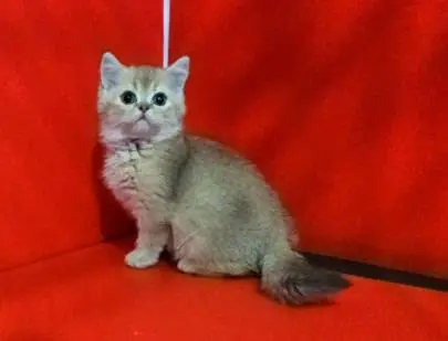 Scottish kittens of golden chinchilla color, boys, Animals, Sale of cats