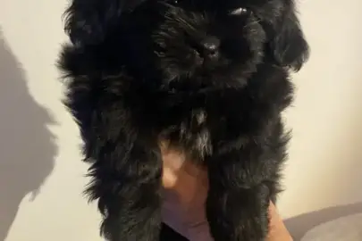 Rare black Shih Tzu Pup for Sale, Animals, Sale of dogs, Shih Tzu, Bat Yam, 5,000 ₪