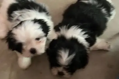 Black & White Shih Tzu Pup for Sale, Animals, Sale of dogs, Shih Tzu, Karmiel, 4,500 ₪