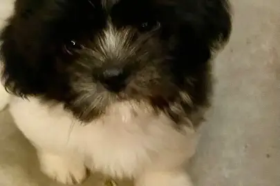 Black & White Shih Tzu Pup for Sale, Animals, Sale of dogs, Shih Tzu, Karmiel, 4,500 ₪