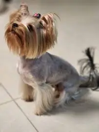 Sweet little Yorkshire terrier mini girl looking for a warm home, Animals