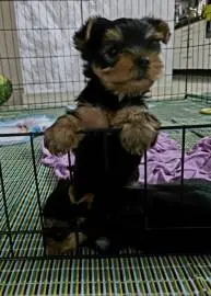 Sweet little Yorkshire terrier mini girl looking for a warm home, Animals