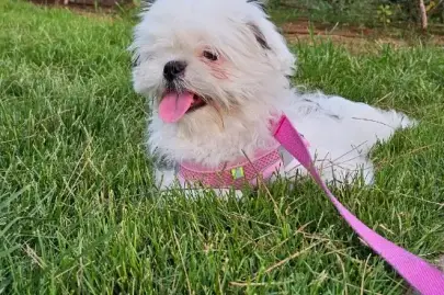 Shitzu dog for sale, Animals, Sale of dogs, Shih Tzu, Tel Aviv, 3,800 ₪