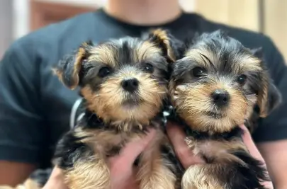 Yorkshire Terrier from Rishon Lezion 3000 NIS, Animals, Sale of dogs, Yorkshire Terrier, Rishon LeZion, 3,000 ₪