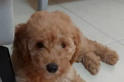 Nancy Poodle, Animals, Sale of dogs, Toy poodle, Yehud, 5,500 ₪