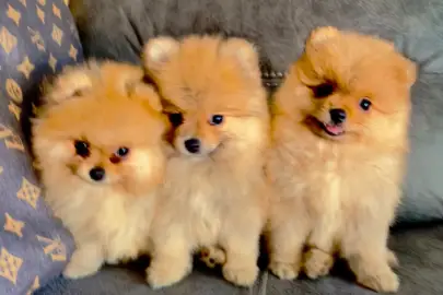 Pomeranian puppies, Animals, Sale of dogs, Pomeranian Spitz, Yokne'am Illit, 5,200 ₪