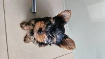 Beautiful, purebred mini Yorkshire Terrier girl is looking for good hands and a warm home, Animals, Sale of dogs