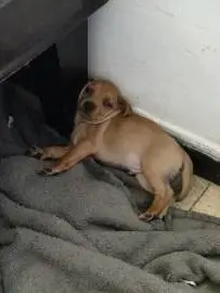 Selling pinscher puppies 500 shekels, Animals, Sale of dogs, Petah Tikva