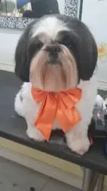 Hello! I am a beginner groomer., Animals, Sale of dogs, Holon