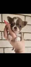 Stunning Chihuahua puppies from gorgeous parents, tricolor and blue and white, Animals