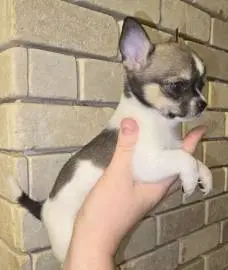 Stunning Chihuahua puppies from gorgeous parents, tricolor and blue and white, Animals