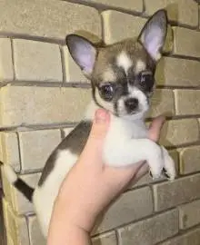 Stunning Chihuahua puppies from gorgeous parents, tricolor and blue and white, Animals