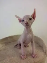 Selling kittens Canadian Sphynx healthy boys, Animals, Bat Yam